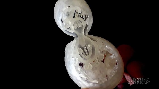 Yeast Cell - 3D смотреть онлайн