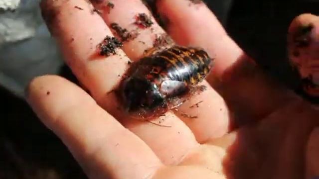 Blaberus cf. matogrossensis, Blaptica dubia, Blatta orientalis смотреть онлайн