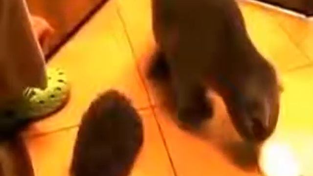 Когда коту заняться не чем _ 14 Кот и ёжик смотреть онлайн