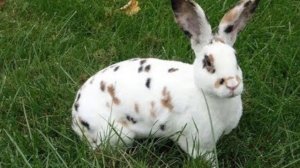 Разведение кролиов породы Рекс как бизнес идея | Кролики Рекс