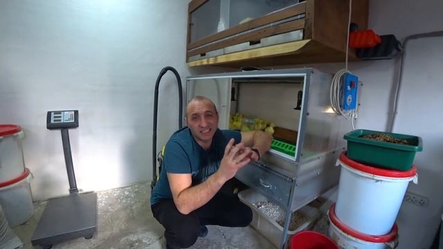 Вывод гусят 2020 Мультилайф Ступенчатая закладка смотреть онлайн