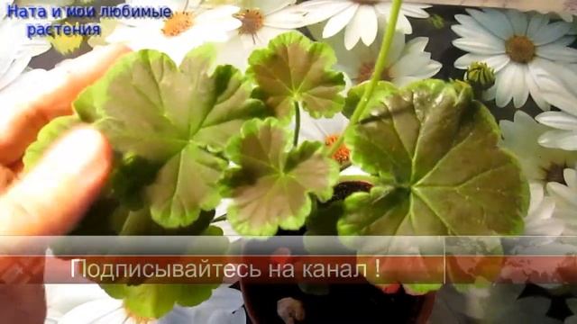 Комнатные цветы // Коллекция пеларгоний пополняется ! смотреть онлайн