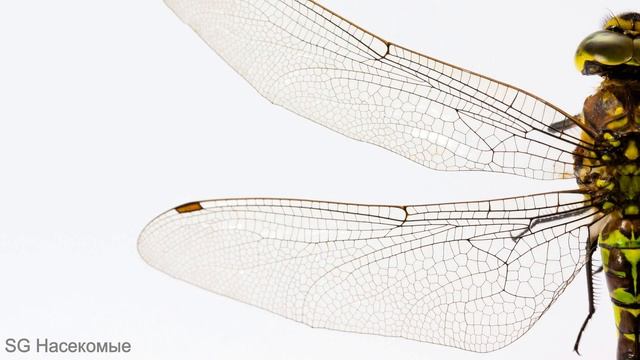 НАСЕКОМЫЕ, медитация для начинающих.Спокойная музыка. смотреть онлайн