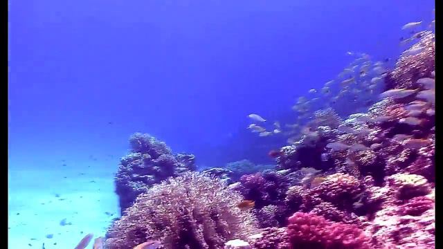 Scuba Girl Scuba Diving Video Life On The Coral Reef