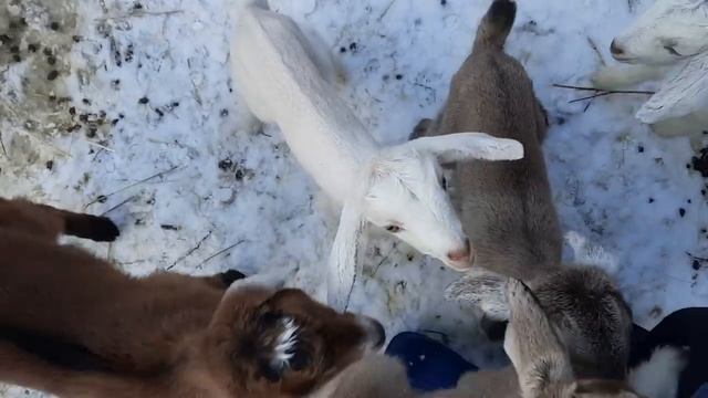 Молодняк на выгуле Живу в деревне смотреть онлайн