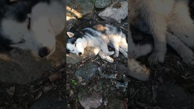 Рыбалка с хаски Лето, Карелия ❤️ смотреть онлайн