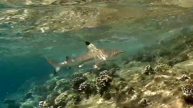 Blacktip reef shark (Carcharhinus melanopterus), Черноперая рифовая акула смотреть онлайн