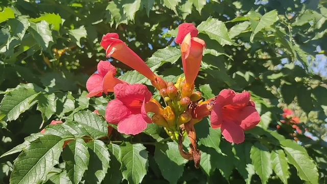 Лиана или Кампсис Оранжевый! ⚜️ смотреть онлайн