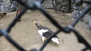 Белоплечим орланам не нравится когда к ним заходят в вольер 21.07.2020