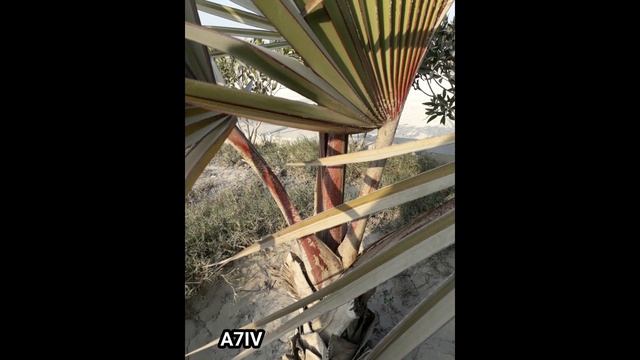 Sony Alpha A1 Vs Sony Alpha A7S III Camera Test | 2021 смотреть онлайн