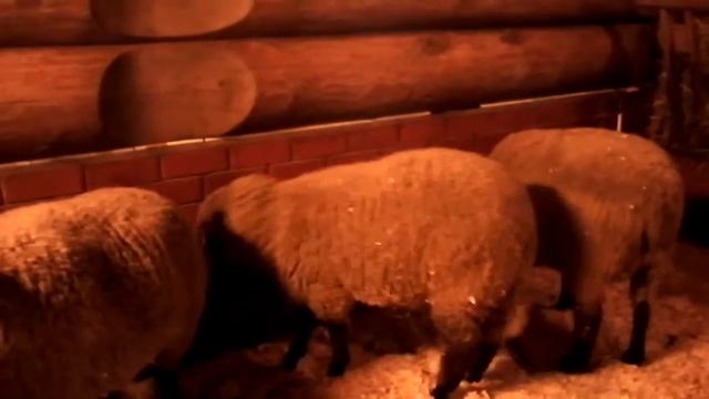 Бараны, Бараны стучат в барабаны! БЭЭ....... !:-) смотреть онлайн