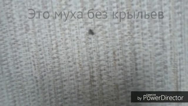 Прикол муха без крыльев