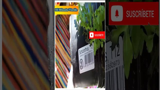 Hice Muy buena Compra de La ORQUiDEA del Pobre - "Chizanthus" смотреть онлайн