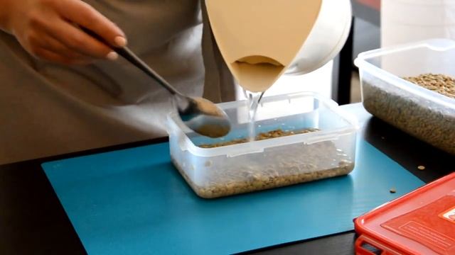 Как прорастить чечевицу смотреть онлайн