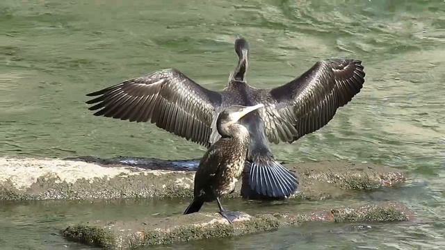 Необычные птицы в Нарве смотреть онлайн