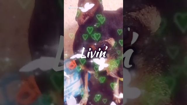 Как снимаем собаку? смотреть онлайн