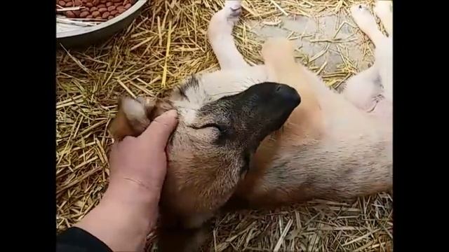 Рыжуля встала смотреть онлайн