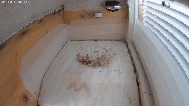 Стрижи в скворечнике