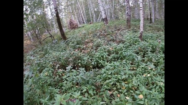 Заработал на сборе ЧАГИ 235 ТЫС. за сезон. смотреть онлайн
