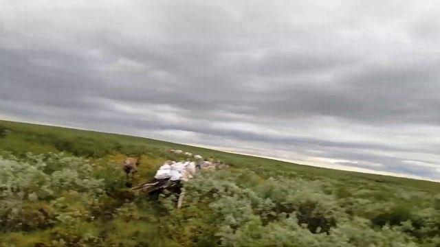 Караван / День оленевода / Каслание на новое место стойбища (2) смотреть онлайн
