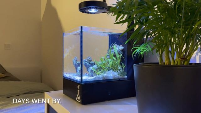 Life and Death | 12L Pico Reef Aquarium | EP4 смотреть онлайн