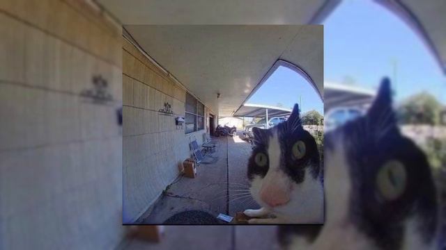 NK - Elefante(sped up) смотреть онлайн