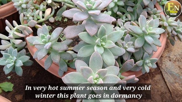 Echeveria Colorata | Silver Echeveria | Silver Leaf Succulent |चांदी के रंग का सक्यूलेंट | смотреть онлайн