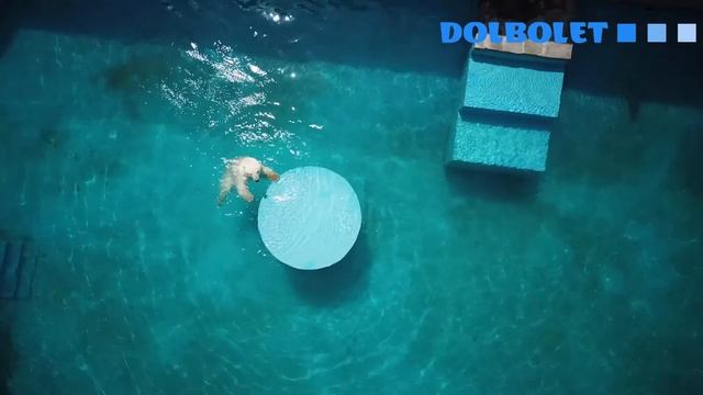 Белый медведь в зоопарке Ростова - аэросъемка