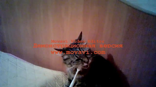 Ржач! Кошка грызёт зубную щётку xD смотреть онлайн
