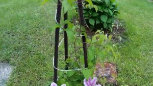 КЛЕМАТИС CAPITAN THUILLEAUX