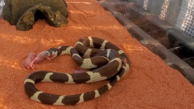 King Snake Eats 7 Pinkies (MICE) *WARNING* Live Feed