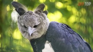 Увидел ЭТО - Убегай! Топ 20 Самых Опасных Животных Лесов Амазонки