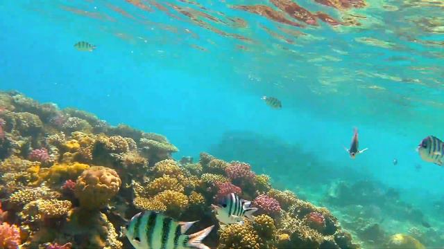 Underwater, Red Sea, Lotus Bay смотреть онлайн