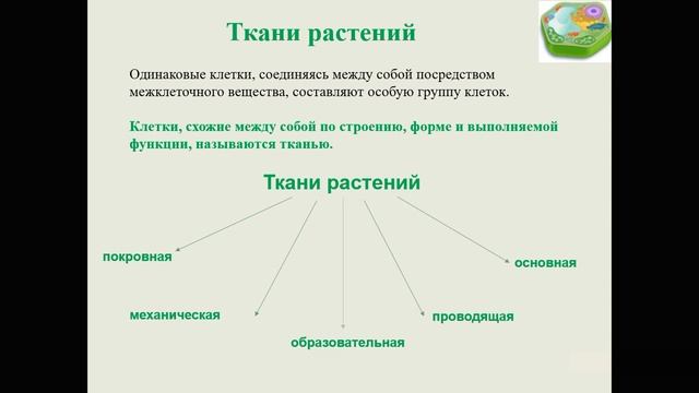 Строение клетки смотреть онлайн