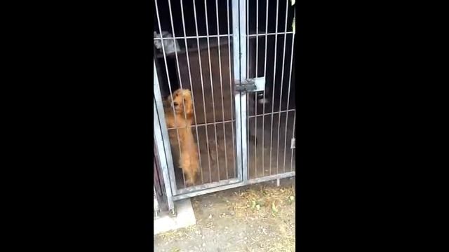 Спаниэлька смотреть онлайн