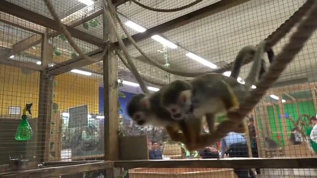 Видео для детей. Обезьяны охотятся за червяками. Петрушка, Маша и Юля в клетке с обезьянами. смотреть онлайн