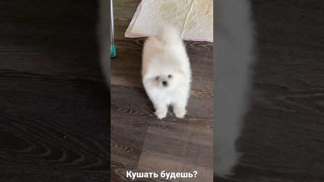 Кушать будешь?) смотреть онлайн