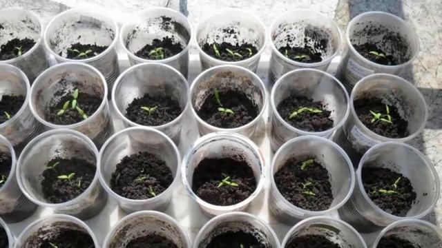 Способы успешного размножения Кротона. Как правильно размножать Кротон. смотреть онлайн