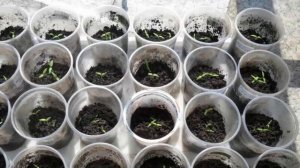 Способы успешного размножения Кротона. Как правильно размножать Кротон.