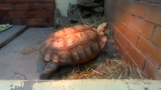 ★В зоопарке // Черепаха★ смотреть онлайн