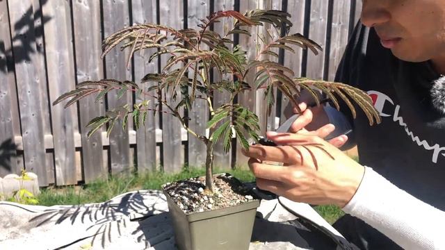 Episode 102, Maintenance Pruning Day смотреть онлайн