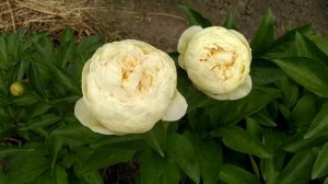 Пион Blond vision.