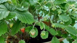 Руяна. 100 дней после посадки семенами.