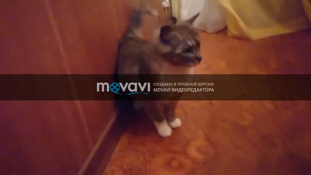 Шиншиллы против кота )) смотреть онлайн