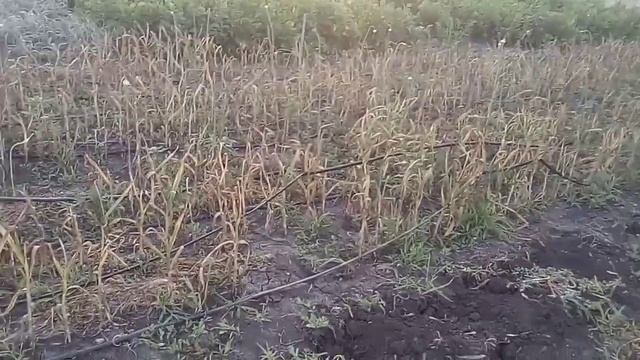 Чеснок. Уборка чеснока 2020. Сорт Любаша. смотреть онлайн