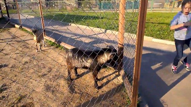 Злой барашек 1 смотреть онлайн