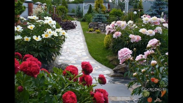 Пионы в ландшафтном дизайне.Сорта.Совместимость растений. #пионы,#сортапионов,#совместимостьпионов. смотреть онлайн