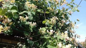 Жимолость Каприфоль, уход и размножение