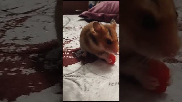 VID-20240116-WA0016.mp4 смотреть онлайн