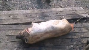 Как мы палили порося . Первый раз.